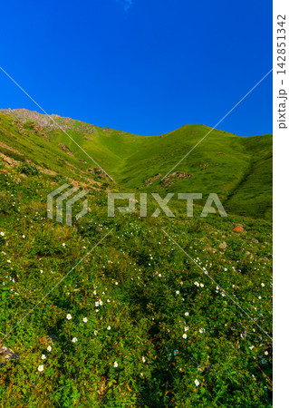 Lush mountain slope with white wildflowers under blue sky Lush mountain slope with white wildflowers under blue sky 142851342