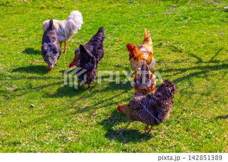 Diverse group of free-range grass-fed chickens foraging on a sunny green lawn Diverse group of free-range grass-fed chickens foraging on a sunny green lawn 142851389