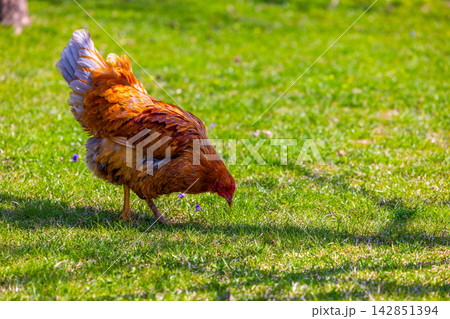 free-range grass-fed Chicken Foraging in Green Grass Field 142851394