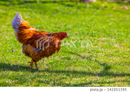 Brown free-range grass-fed Chicken Standing on Green Lawn with Wildflowers 142851395