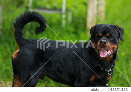 Purebred Black Rottweiler Dog Standing Outdoors in Green Lawn Garden 142851528