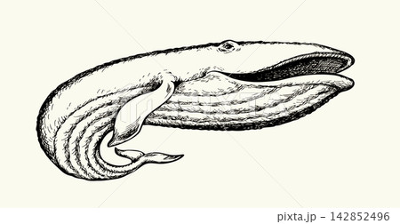 Vector drawing. Whale swims in the sea Vector drawing. Whale swims in the sea 142852496