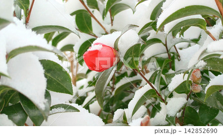 雪をかぶった椿の赤いつぼみ 142852690