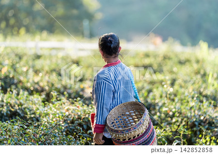 A local tea picker gathers fresh leaves by hand in a sunlit plantation. Authentic rural imagery highlights sustainable farming and ethical harvest. 142852858