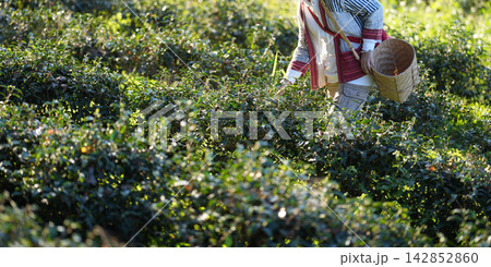 A local tea picker gathers fresh leaves by hand in a sunlit plantation. Authentic rural imagery highlights sustainable farming and ethical harvest. 142852860