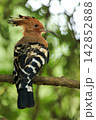 Eurasian Hoopoe Bird Perched on Tree Branch in Natural Green Background 142852888