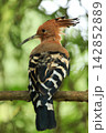 Eurasian Hoopoe Bird Perched on Tree Branch in Natural Green Background 142852889
