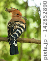 Eurasian Hoopoe Bird Perched on Tree Branch in Natural Green Background 142852890