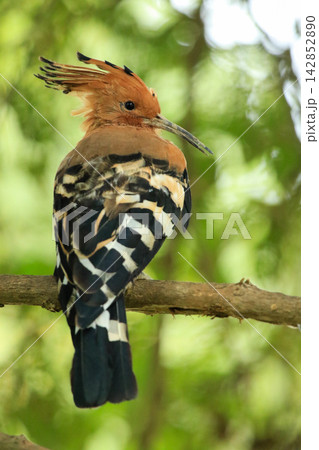 Eurasian Hoopoe Bird Perched on Tree Branch in Natural Green Background 142852890