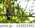 Eurasian Hoopoe Bird Perched on Tree Branch in Natural Green Background 142852891