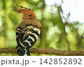 Eurasian Hoopoe Bird Perched on Tree Branch in Natural Green Background 142852892