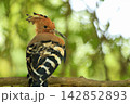 Eurasian Hoopoe Bird Perched on Tree Branch in Natural Green Background 142852893