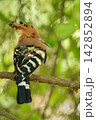 Eurasian Hoopoe Bird Perched on Tree Branch in Natural Green Background 142852894