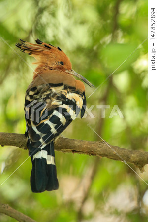 Eurasian Hoopoe Bird Perched on Tree Branch in Natural Green Background Eurasian Hoopoe Bird Perched on Tree Branch in Natural Green Background 142852894