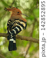 Eurasian Hoopoe Bird Perched on Tree Branch in Natural Green Background 142852895