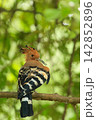 Eurasian Hoopoe Bird Perched on Tree Branch in Natural Green Background 142852896