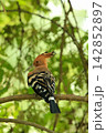 Eurasian Hoopoe Bird Perched on Tree Branch in Natural Green Background 142852897