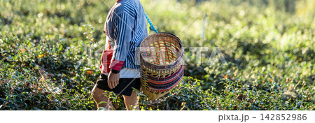 A tourist in northern Thai dress holds a wicker basket while exploring a tea plantation. Rural scenery promotes cultural travel and farm tourism. 142852986