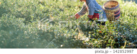Fresh tea leaves create a natural banner for beverage and product content. Open space supports branding for green, black, white, oolong, and herbal tea. 142852997
