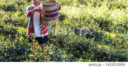 Fresh tea leaves create a natural banner for beverage and product content. Open space supports branding for green, black, white, oolong, and herbal tea. 142852999
