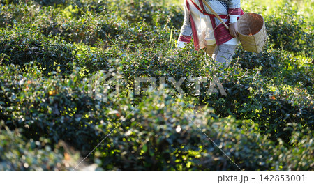 Fresh tea leaves create a natural banner for beverage and product content. Open space supports branding for green, black, white, oolong, and herbal tea. Fresh tea leaves create a natural banner for beverage and product content. Open space supports branding for green, black, white, oolong, and herbal tea. 142853001