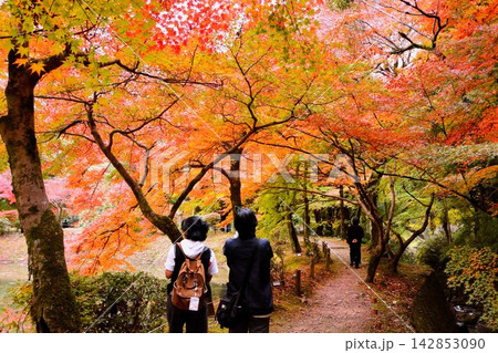 紅葉の庭園を歩くカップル 142853090