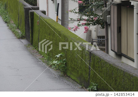 苔むした輪中堤あと 苔むした輪中堤あと 142853414