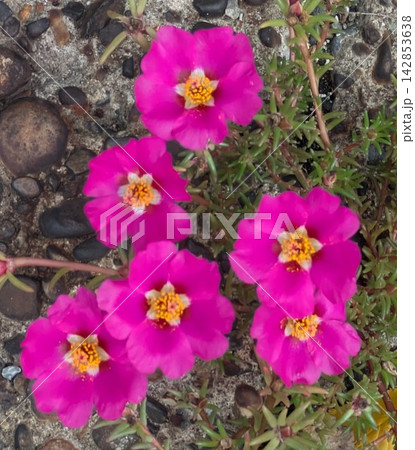 花壇を彩るピンクのマツバボタン(ポーチュラカ) 花壇を彩るピンクのマツバボタン(ポーチュラカ) 142853638