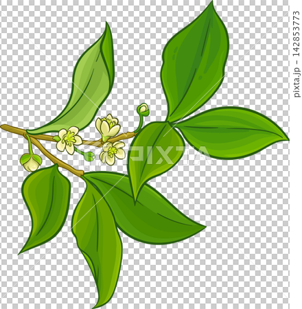 Laurel Branch Colored Detailed Illustration Laurel Branch Colored Detailed Illustration 142853773