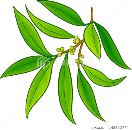 Litsea Cubeba Branches Colored Illustration Litsea Cubeba Branches Colored Illustration 142853774