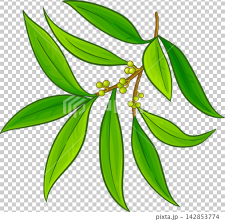 Litsea Cubeba Branches Colored Illustration Litsea Cubeba Branches Colored Illustration 142853774