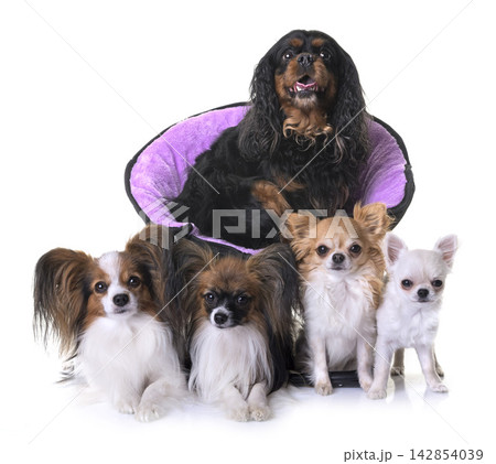 cavalier king charles, papillons and chihuahuas cavalier king charles, papillons and chihuahuas 142854039