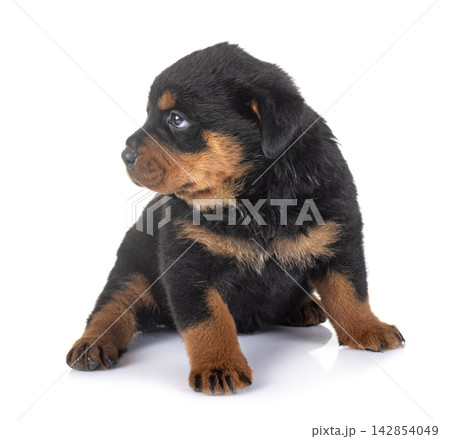 puppy rottweiler in studio puppy rottweiler in studio 142854049