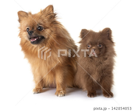puppy pomeranian and mother puppy pomeranian and mother 142854053