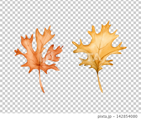 Cute Maple leaves. Autumn plants Watercolor hand drawn floral illustration isolated on white background orange yellow pastel tones for fall design home textile cozy prints porcelain crockery package Cute Maple leaves. Autumn plants Watercolor hand drawn floral illustration isolated on white background orange yellow pastel tones for fall design home textile cozy prints porcelain crockery package 142854080