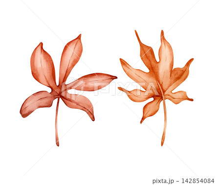 Cute Chestnut Maple leaves. Autumn plants Watercolor hand drawn floral illustration isolated on white background orange red pastel tones for fall design home textile cozy prints porcelain crockery Cute Chestnut Maple leaves. Autumn plants Watercolor hand drawn floral illustration isolated on white background orange red pastel tones for fall design home textile cozy prints porcelain crockery 142854084