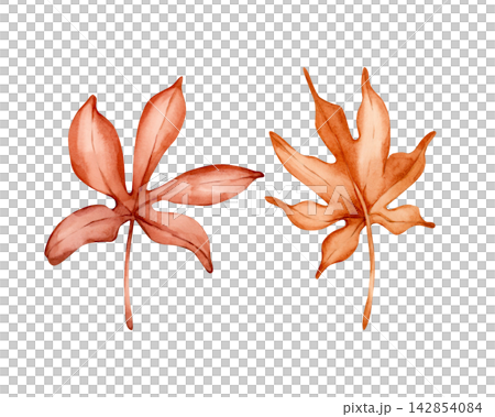 Cute Chestnut Maple leaves. Autumn plants Watercolor hand drawn floral illustration isolated on white background orange red pastel tones for fall design home textile cozy prints porcelain crockery Cute Chestnut Maple leaves. Autumn plants Watercolor hand drawn floral illustration isolated on white background orange red pastel tones for fall design home textile cozy prints porcelain crockery 142854084