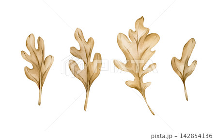 Cute Oak leaves. Autumn plants Watercolor hand drawn floral illustration isolated on white background beige pastel tones whimsical boho fall design home textile cozy prints porcelain crockery package Cute Oak leaves. Autumn plants Watercolor hand drawn floral illustration isolated on white background beige pastel tones whimsical boho fall design home textile cozy prints porcelain crockery package 142854136