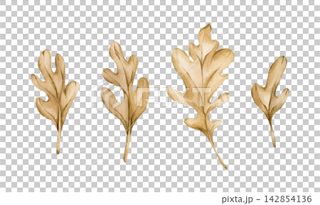 Cute Oak leaves. Autumn plants Watercolor hand drawn floral illustration isolated on white background beige pastel tones whimsical boho fall design home textile cozy prints porcelain crockery package Cute Oak leaves. Autumn plants Watercolor hand drawn floral illustration isolated on white background beige pastel tones whimsical boho fall design home textile cozy prints porcelain crockery package 142854136