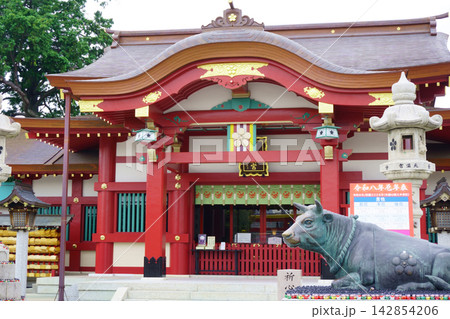 上野天満宮 撫で牛と拝殿 神玉巡行 名古屋三大天神 上野天満宮 撫で牛と拝殿 神玉巡行 名古屋三大天神 142854206
