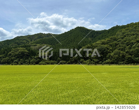 青々とした水田と山々の美しい田園風景（水田・お米の産地・日本の原風景・里山・農業・コピースペース素材 142855026