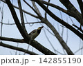 Black-collared Starling Perched on Tree Branch Holding Prey in Beak 142855190