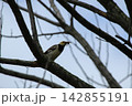 Black-collared Starling Perched on Tree Branch Holding Prey in Beak 142855191