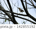 Black-collared Starling Perched on Tree Branch Holding Prey in Beak 142855192