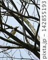 Black-collared Starling Perched on Tree Branch Holding Prey in Beak 142855193