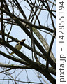 Black-collared Starling Perched on Tree Branch Holding Prey in Beak 142855194