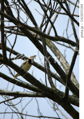 Black-collared Starling Perched on Tree Branch Holding Prey in Beak Black-collared Starling Perched on Tree Branch Holding Prey in Beak 142855194