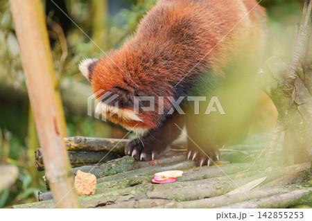 Cute Red Panda, Ailurus fulgens or lesser panda in forest at Chengdu Panda Breeding Research Center Dujiangyan. landmark and popular for tourists attractions in Chengdu, China. Travel and Vacation Cute Red Panda, Ailurus fulgens or lesser panda in forest at Chengdu Panda Breeding Research Center Dujiangyan. landmark and popular for tourists attractions in Chengdu, China. Travel and Vacation 142855253