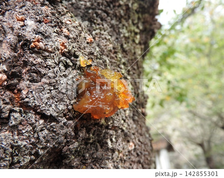 桜の幹から染み出した樹液（ヤニ） 142855301