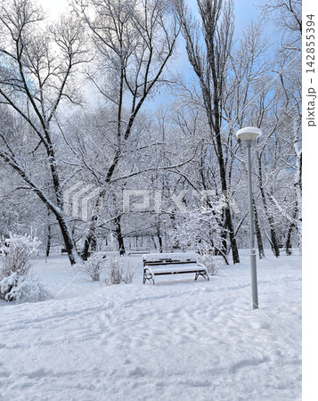 Winter Wonderland with Snow-Covered Benches in Park 142855394